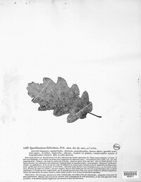 Image of Stegonsporium foliicola